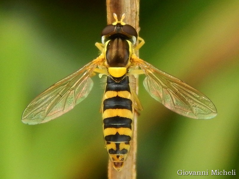 Episyrphus balteatus